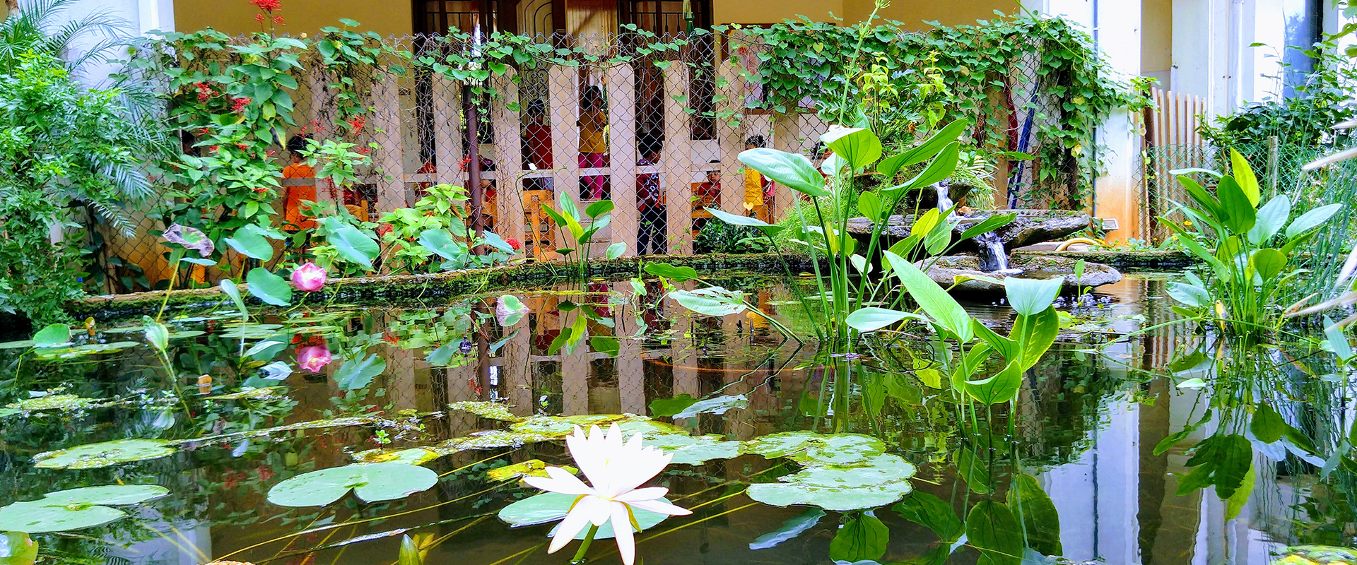 A pond with lotuses and other aquatic plants, separated by a fence from the school building beyond.