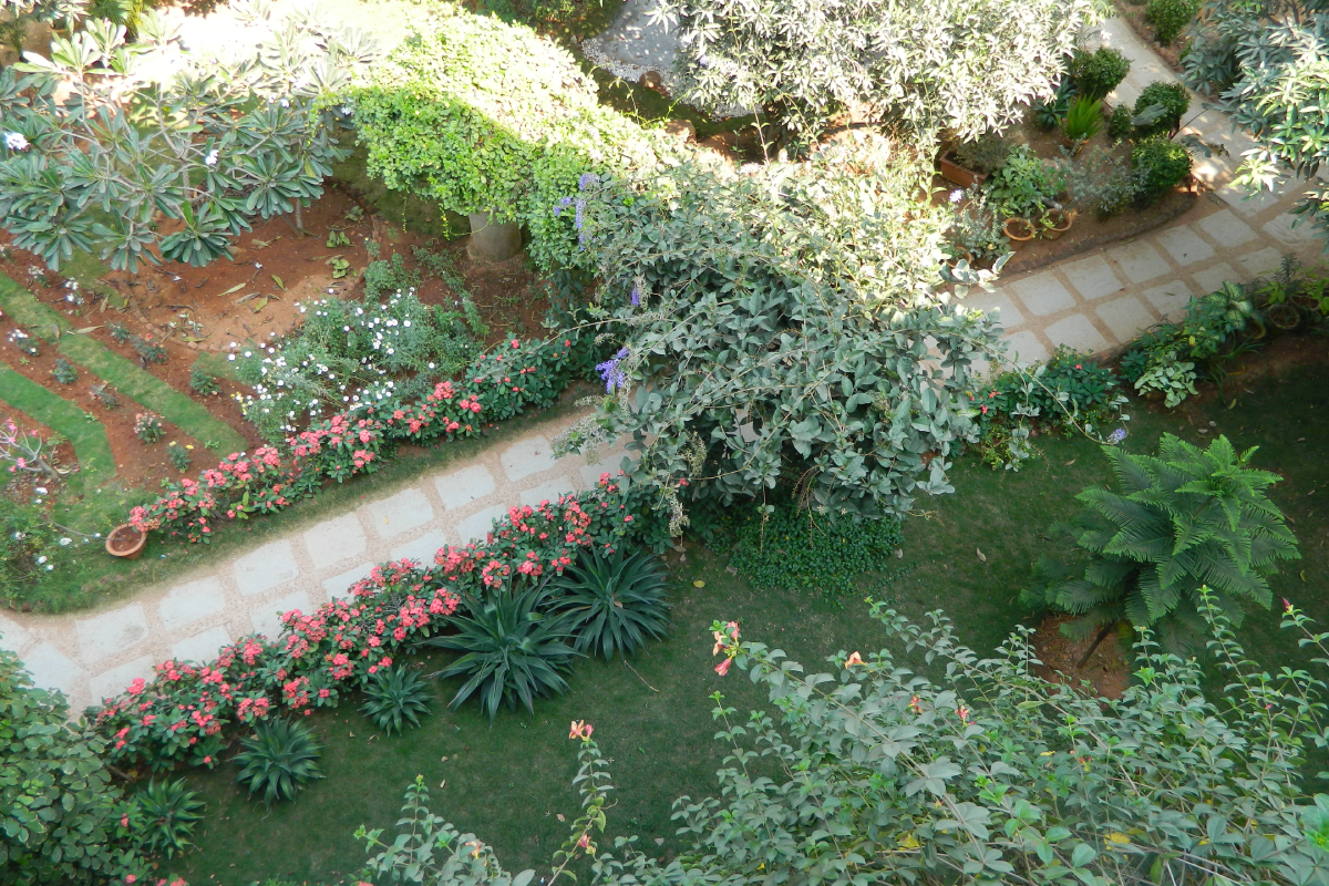 Aerial view of a garden path, hemmed by flowering plants and various shrubs and trees.