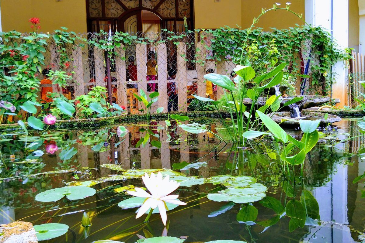 A pond with lotuses and other aquatic plants, separated by a fence from the school building beyond.