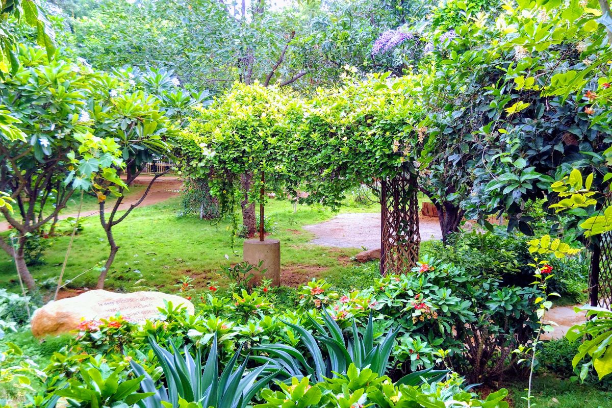 A lush, green garden in the Sloka campus with several varieties of plants and trees, trellis and a rock.